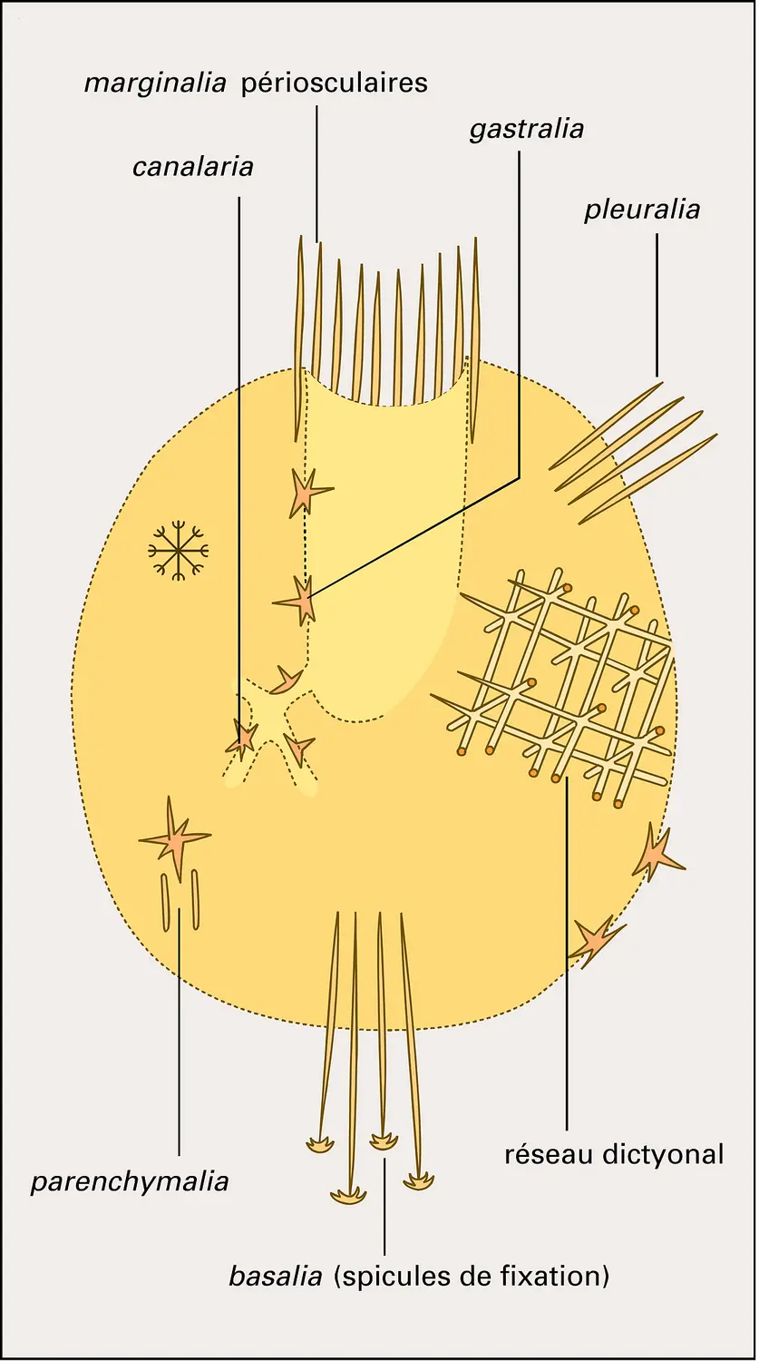 Spicules chez un Hexactinellide