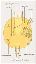 Spicules chez un Hexactinellide - crédits : Encyclopædia Universalis France