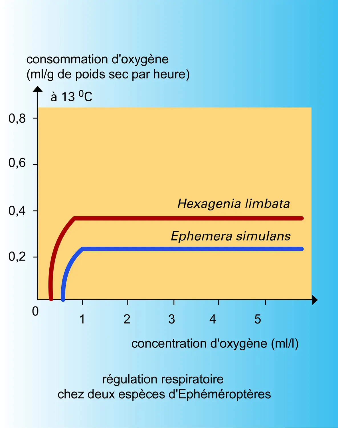 Respiration : adaptation physiologique - vue 2