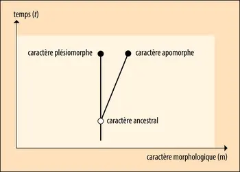 Diagramme de Hennig - crédits : Encyclopædia Universalis France