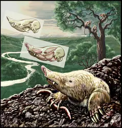 <it>Necrolestes patagonensis</it> - crédits : Reconstruction de Jorge Gonzalez/ Guillermo R. Rougier