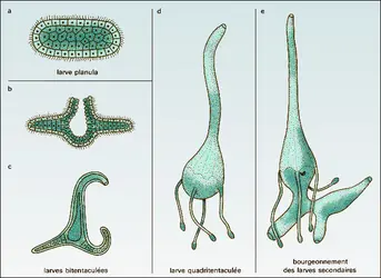 Cunoctantha octonaria - crédits : Encyclopædia Universalis France