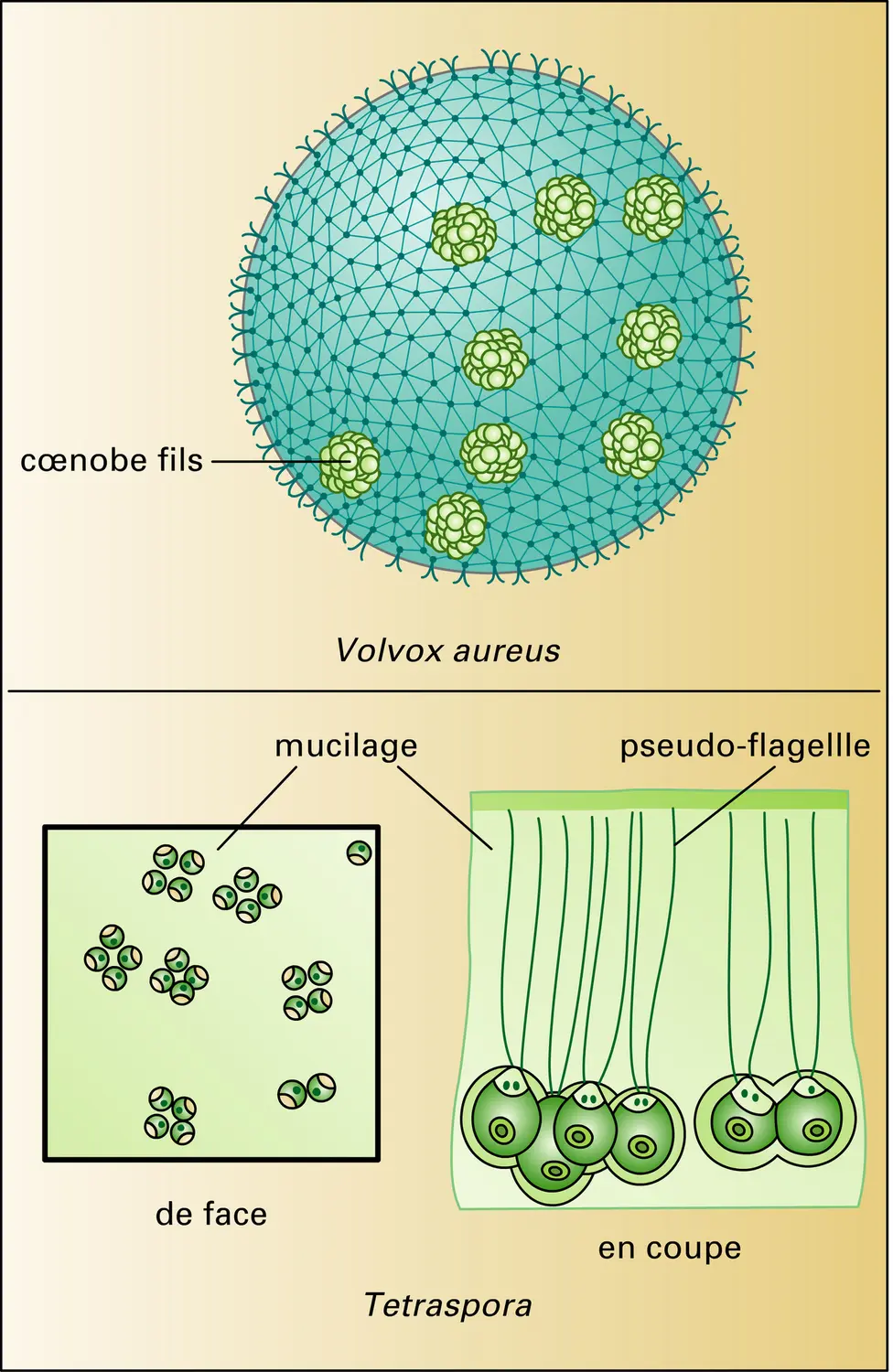 Volvocales - vue 2