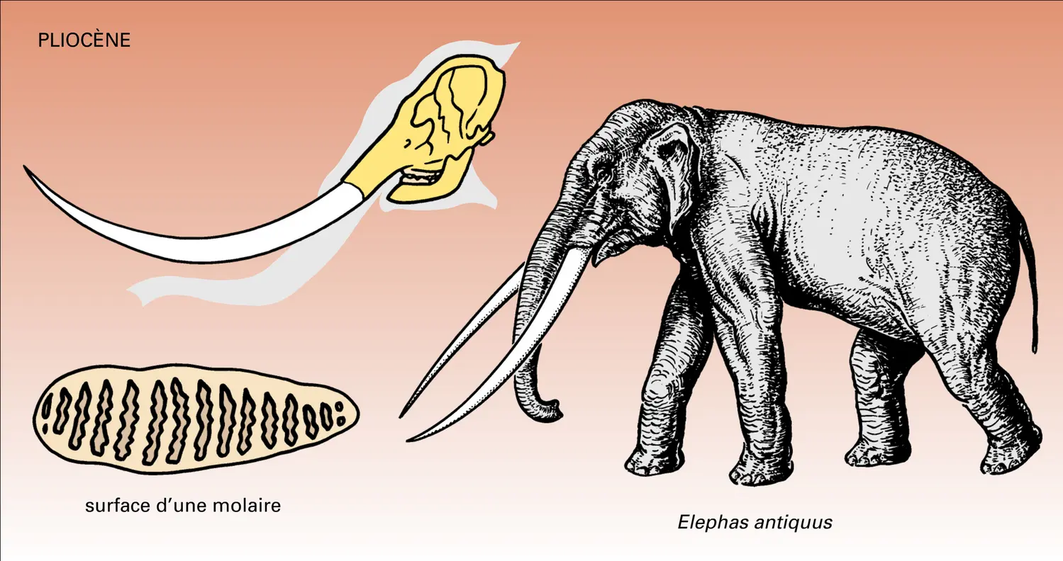 Phylogenèse : étapes - vue 3