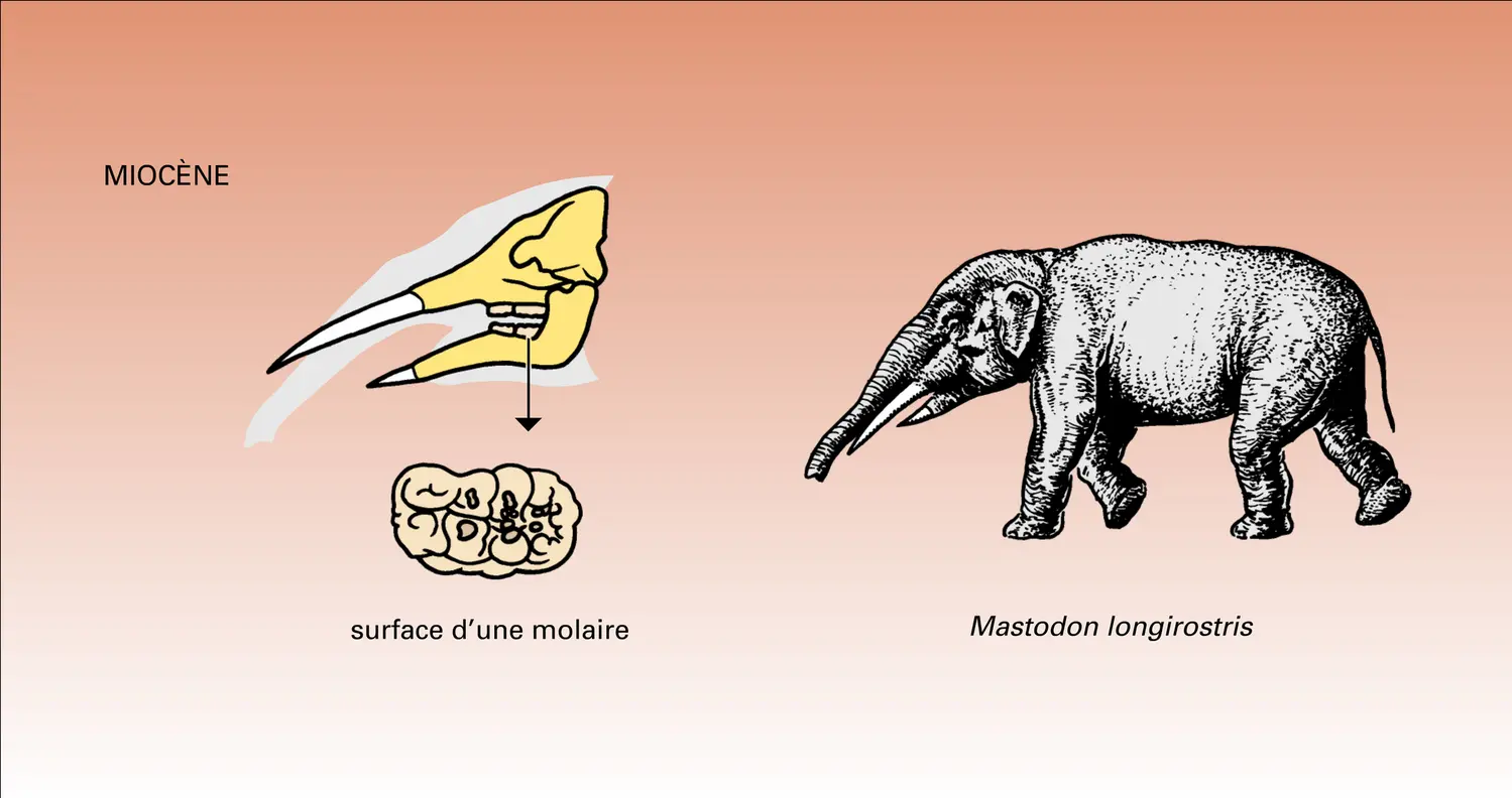 Phylogenèse : étapes - vue 4