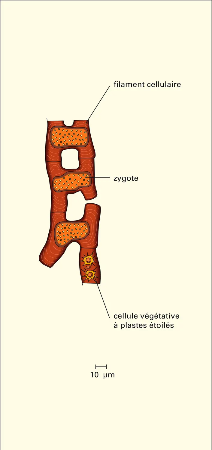 Zygotes - vue 1