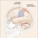 Les deux systèmes corticaux utiles pour la réalisation de gestes - crédits : Encyclopædia Universalis France