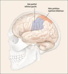 Les deux systèmes corticaux utiles pour la réalisation de gestes - crédits : Encyclopædia Universalis France