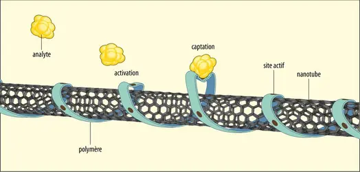 Principe d’un capteur à nanotube de carbone - crédits : Encyclopædia Universalis France