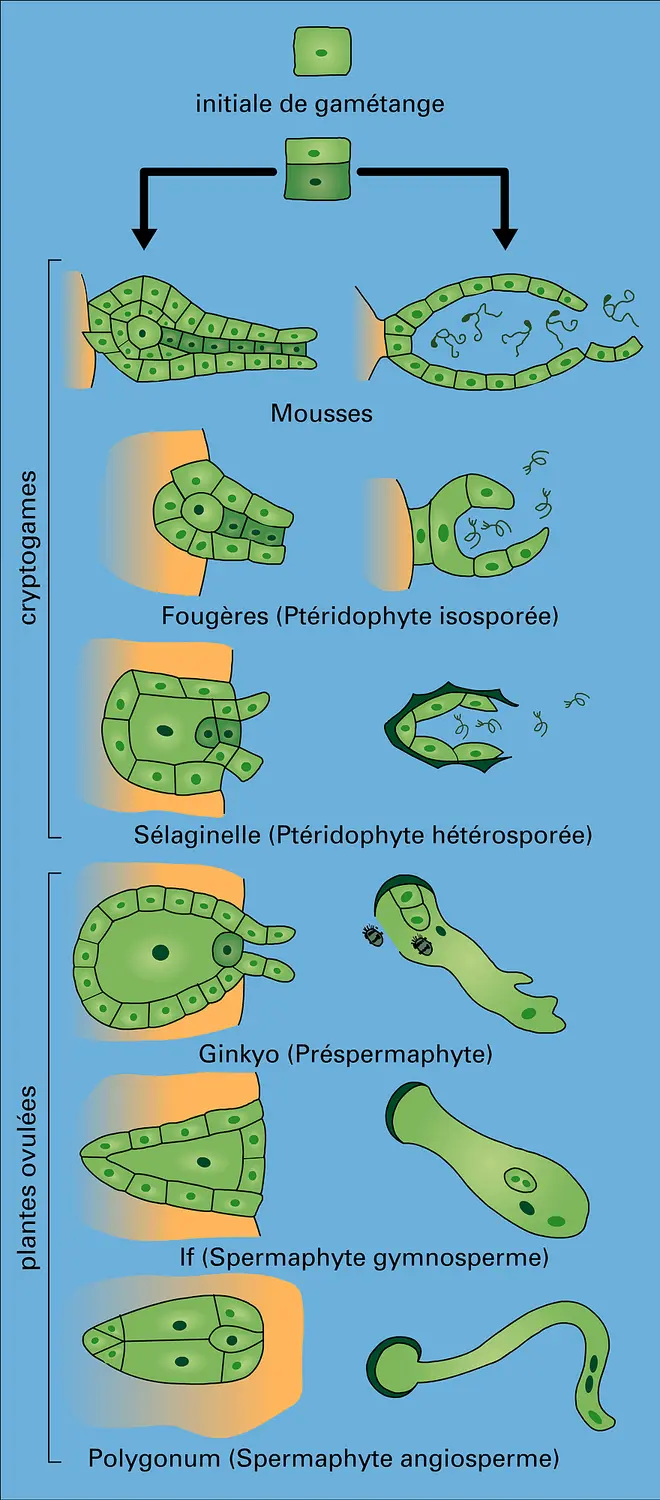 Archégoniates