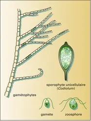 Acrosiphonia - crédits : Encyclopædia Universalis France