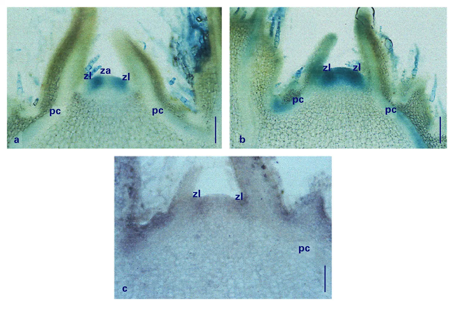 Activité mitotique dans un méristème