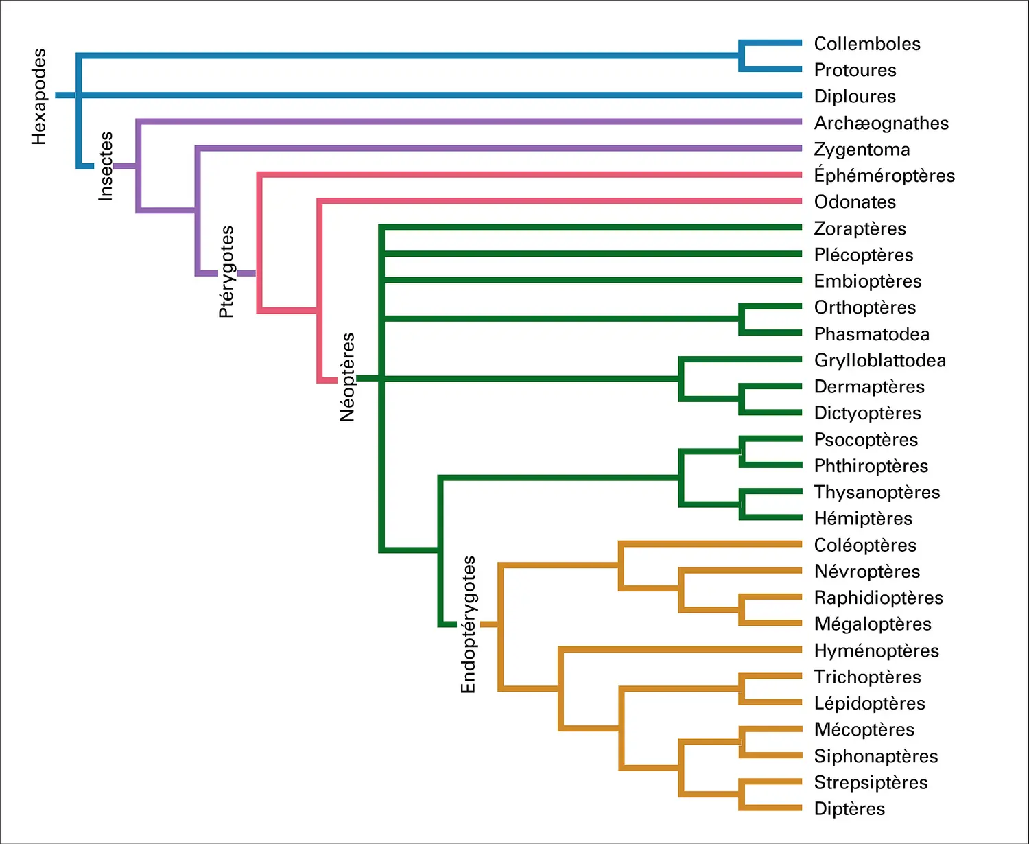 Classification des insectes