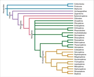 Classification des insectes - crédits : Encyclopædia Universalis France