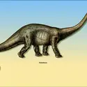 Diplodocus - crédits : Encyclopædia Universalis France