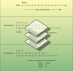 Oligonucléotides - crédits : Encyclopædia Universalis France