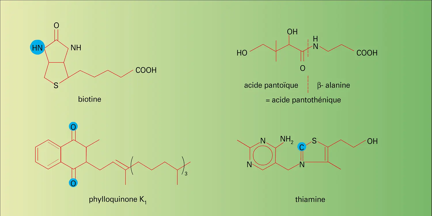 Métabolisme carboné : intervention des vitamines