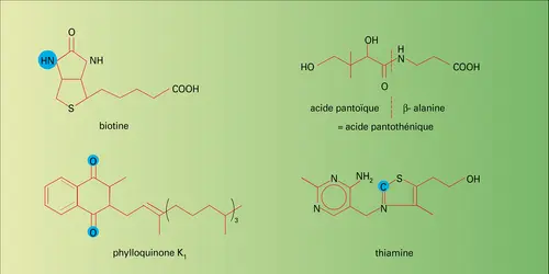 Métabolisme carboné : intervention des vitamines - crédits : Encyclopædia Universalis France