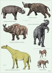 Cénozoïque : mammifères ongulés - crédits : Encyclopædia Universalis France