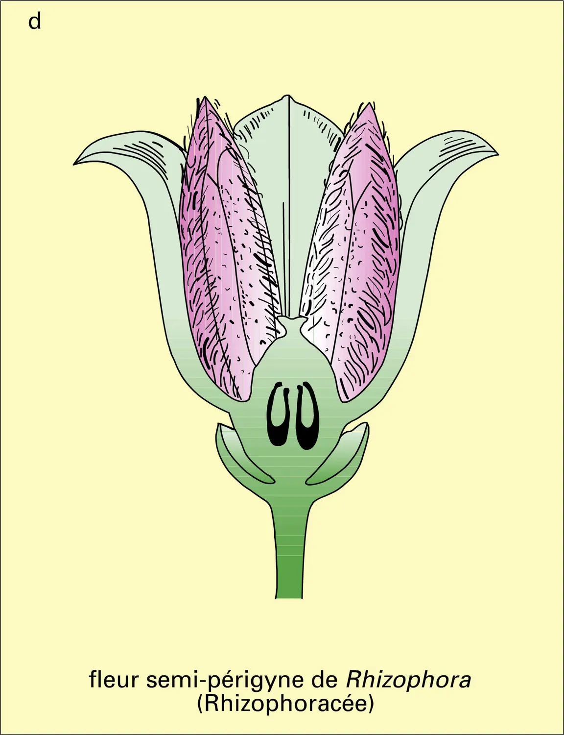 Myrtales : types floraux - vue 4