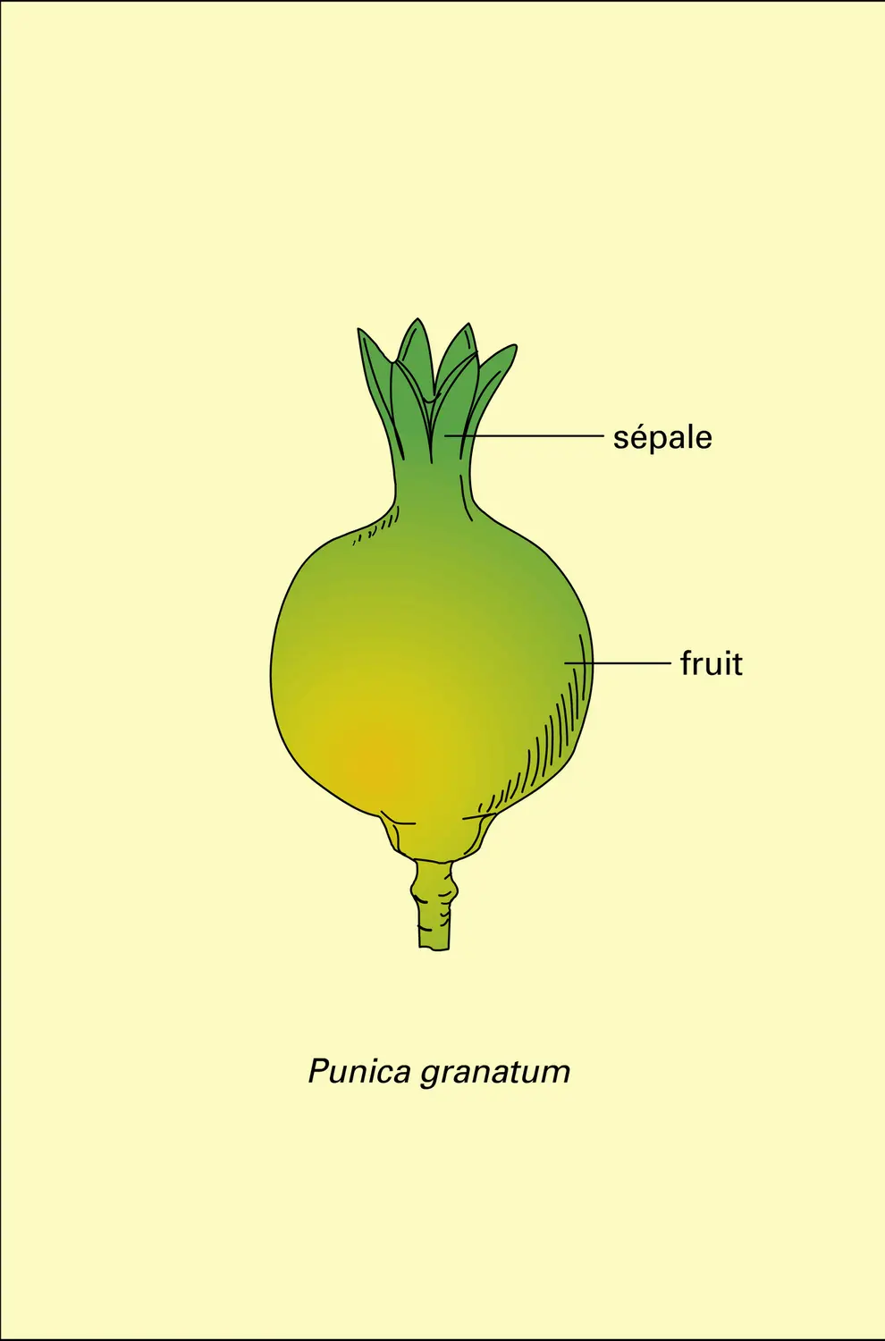 Sonneratia alba et Punica granatum - vue 2