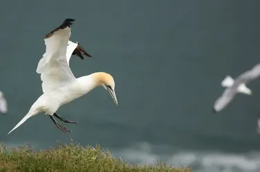 Fou de Bassan, îles Farne, Grande-Bretagne - crédits : Raulbaenacasado/ Shutterstock