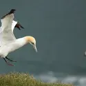 Fou de Bassan, îles Farne, Grande-Bretagne - crédits : Raulbaenacasado/ Shutterstock