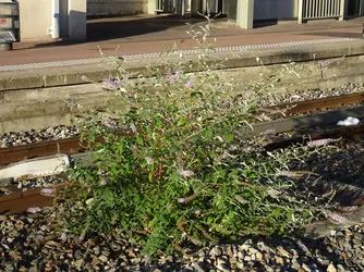 Buddleia de David, plante invasive - crédits : Marie Potage