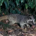 Civette palmiste masquée - crédits : Jean-Paul Ferrero/ Biosphoto 