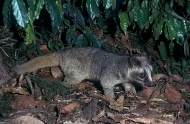 Civette palmiste masquée - crédits : Jean-Paul Ferrero/ Biosphoto 