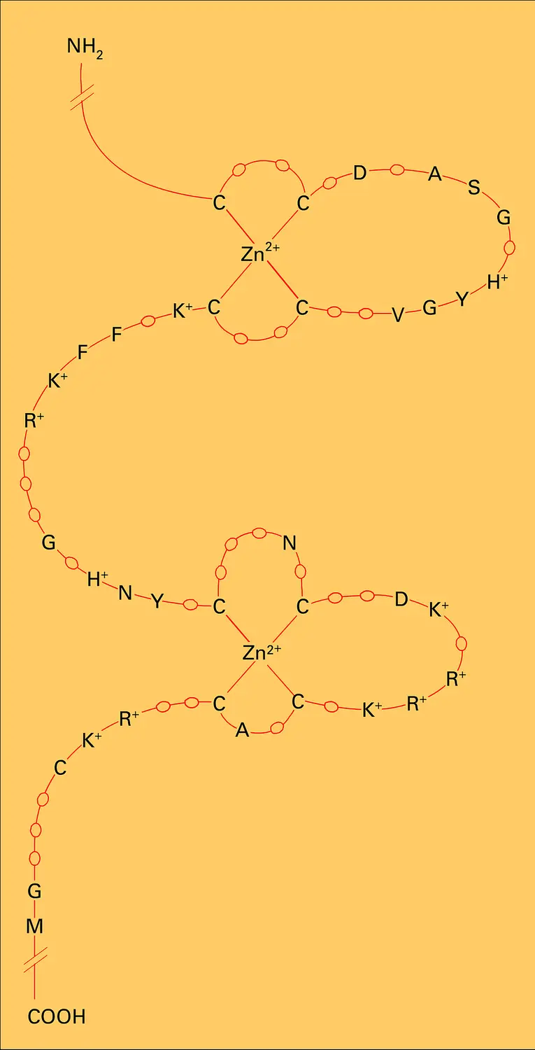 Liaisons à l'ADN des récepteurs nuclaires