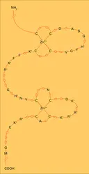 Liaisons à l'ADN des récepteurs nuclaires - crédits : Encyclopædia Universalis France