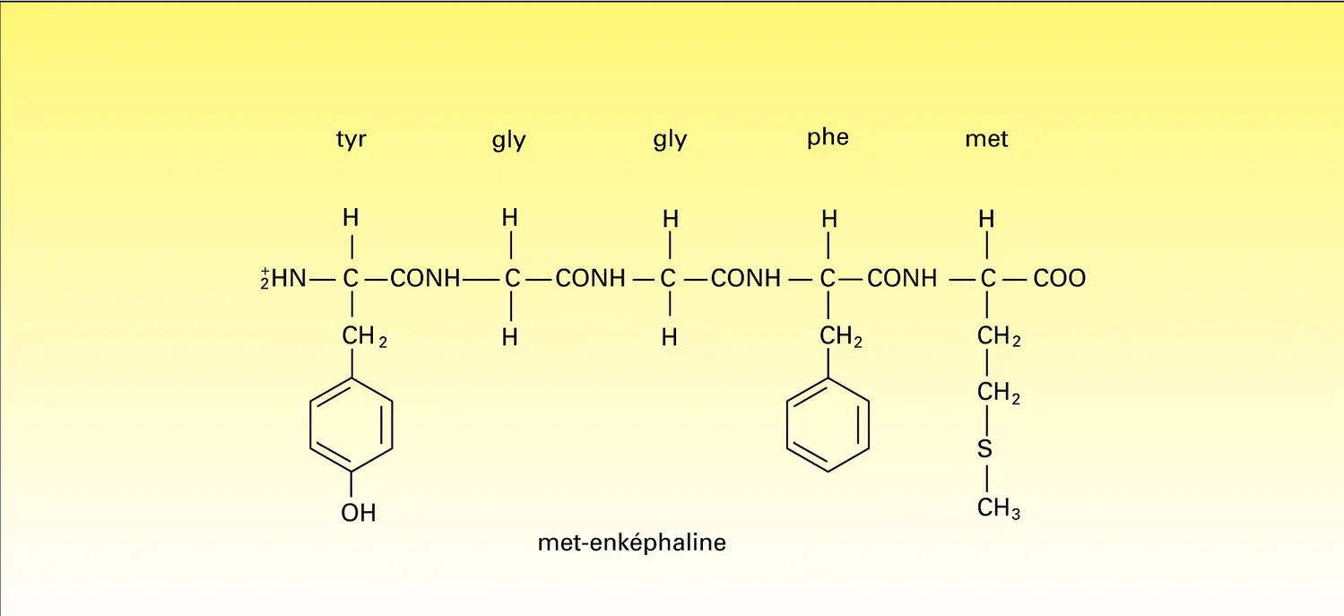 Séquence de la méthionine-enképhaline