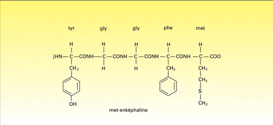 Séquence de la méthionine-enképhaline - crédits : Encyclopædia Universalis France