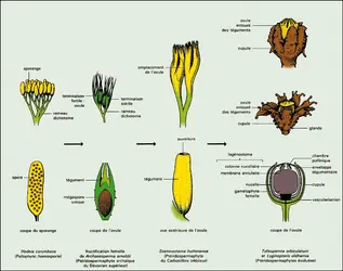 Ptéridospermaphytes : évolution de l'ovule - crédits : Encyclopædia Universalis France