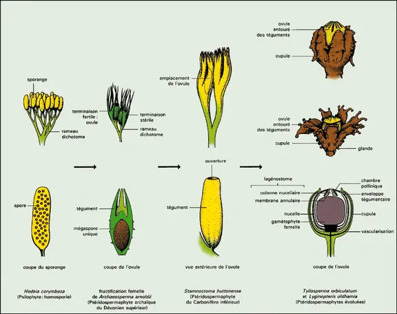 Ptéridospermaphytes : évolution de l'ovule