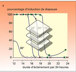 Induction de la diapause chez une noctuelle - crédits : Encyclopædia Universalis France