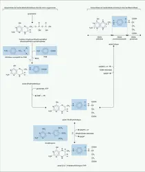 Mécanisme d'action des sulfamides - crédits : Encyclopædia Universalis France