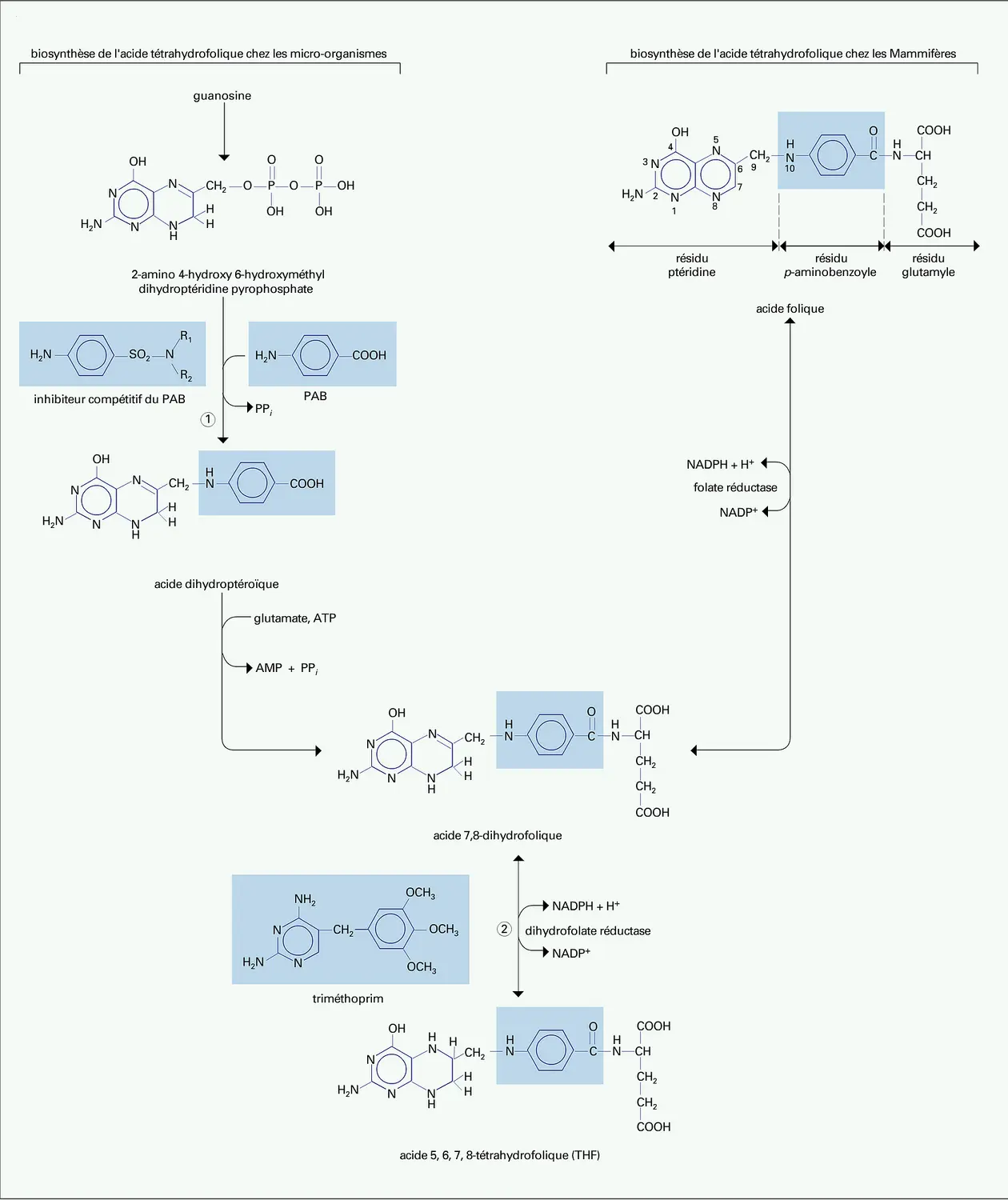 Mécanisme d'action des sulfamides