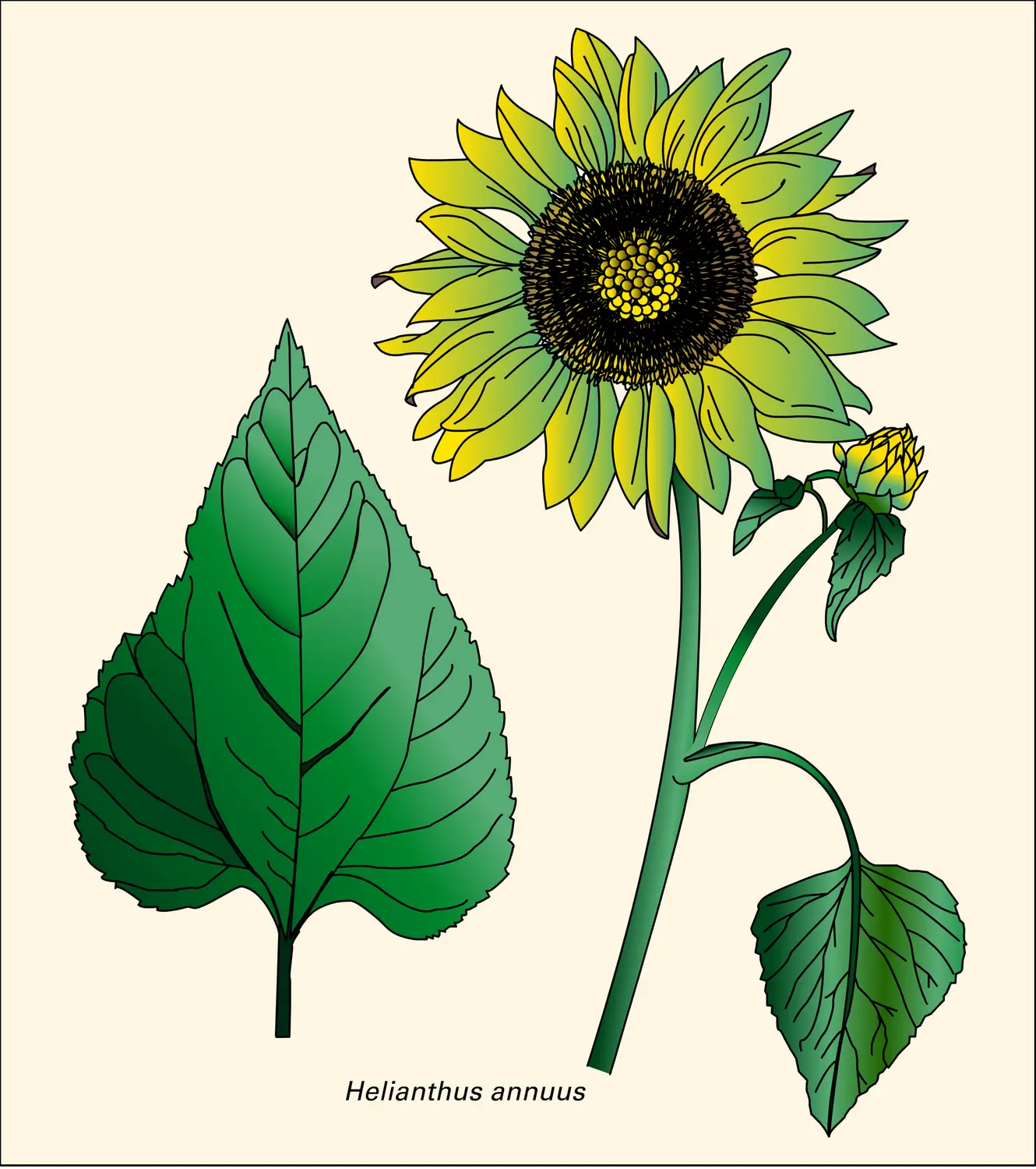 Composées : passage du capitule à l'incapitulescence, avec pauciflorie croissante des capitules primaires - vue 1