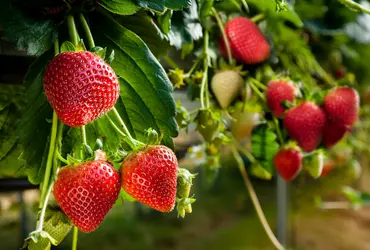 Culture de fraises - crédits : Cornfield/ Shutterstock