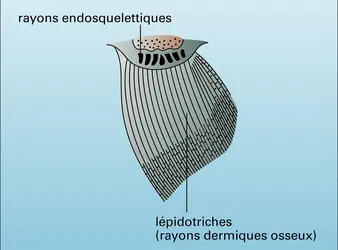 Cheirolepis : nageoire pectorale - crédits : Encyclopædia Universalis France
