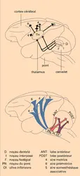 Boucle cérébello-cortico-cérébelleuse - crédits : Encyclopædia Universalis France