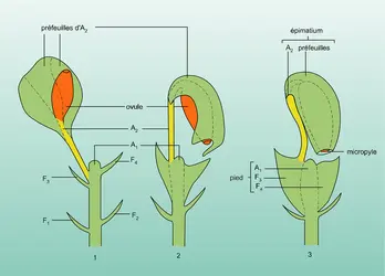 Structure du cône et ontogenèse - crédits : Encyclopædia Universalis France