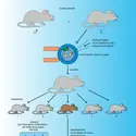 Souris transgénique et oncogenèse - crédits : Encyclopædia Universalis France