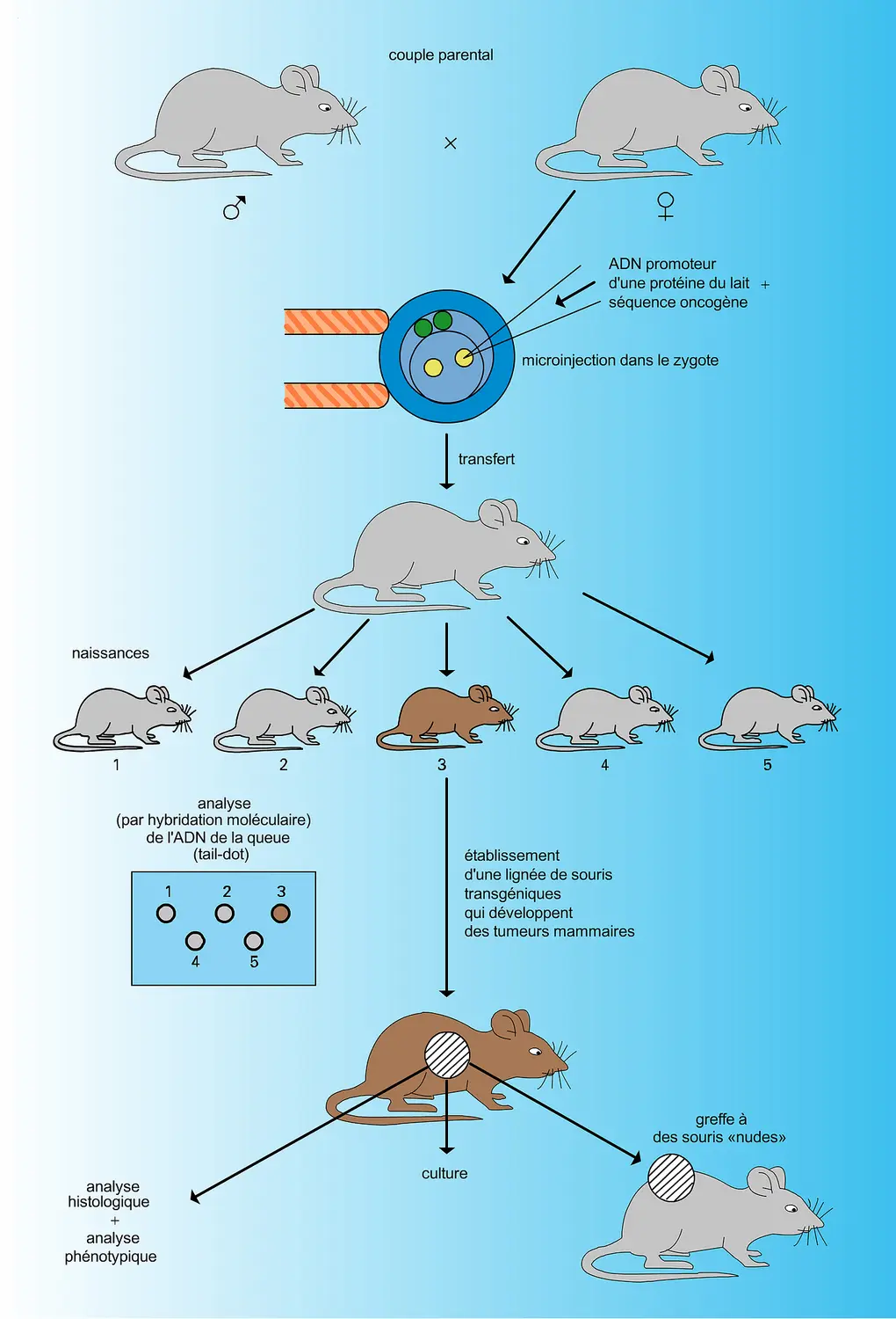 Souris transgénique et oncogenèse