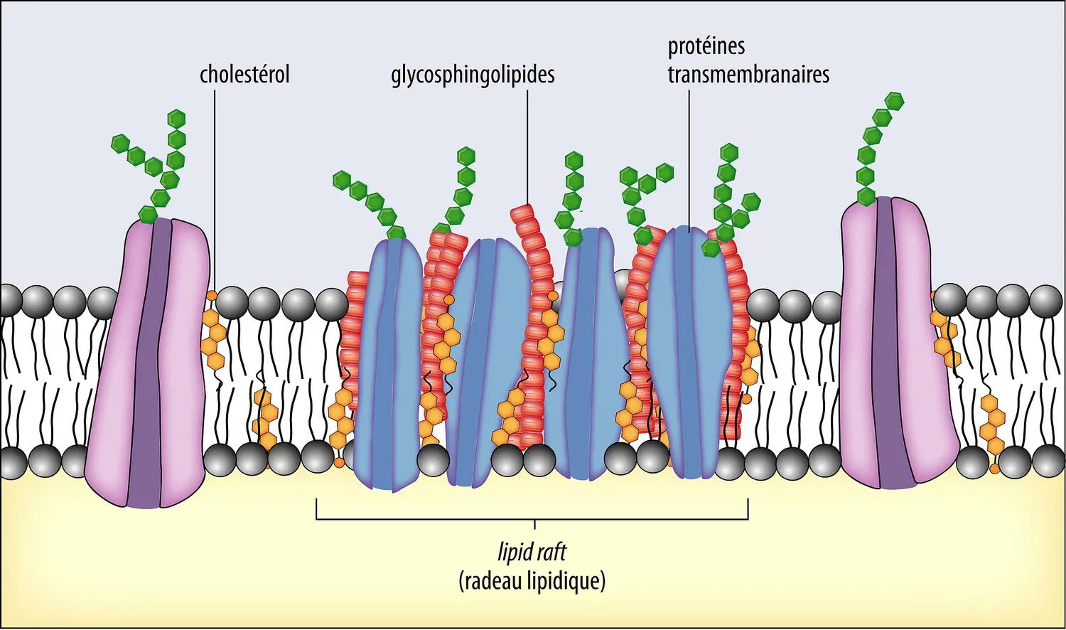 Les radeaux lipidiques (<it>lipid rafts</it>), une sous-organisation de la membrane