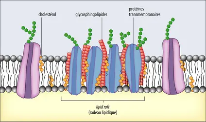 Les radeaux lipidiques (<it>lipid rafts</it>), une sous-organisation de la membrane - crédits : Encyclopædia Universalis France