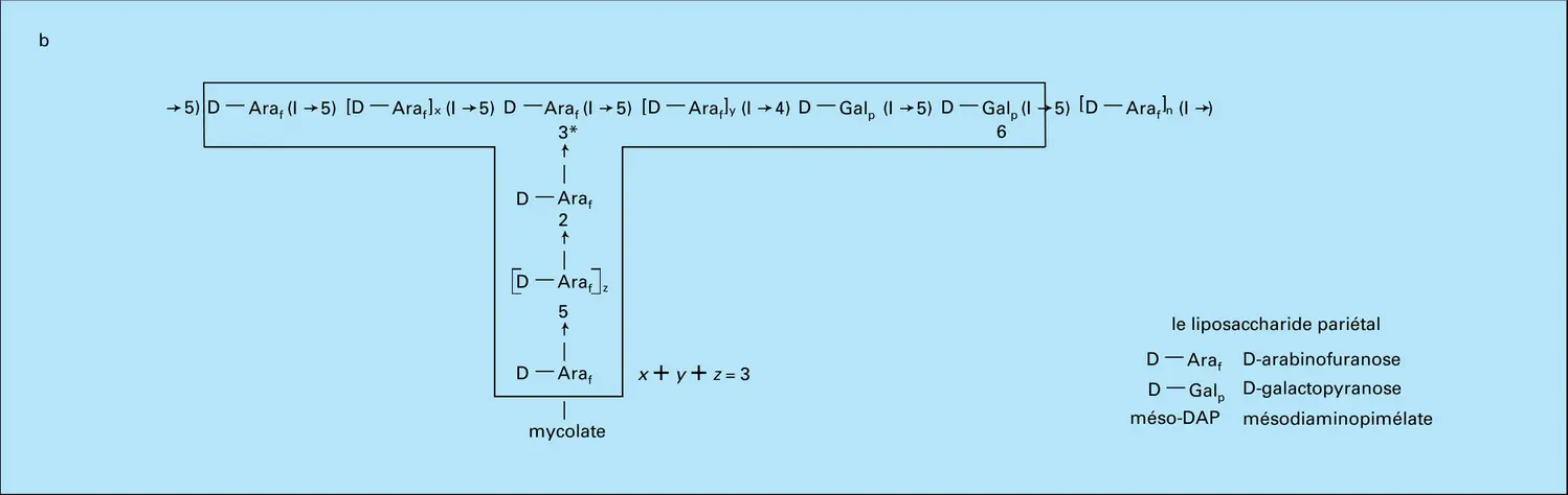 Polymères pariétaux - vue 2