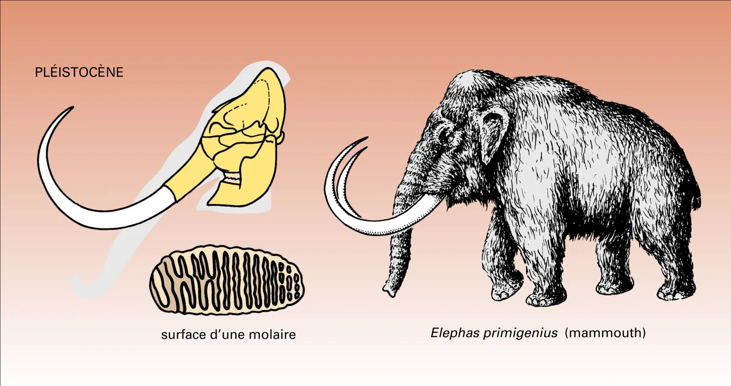 Phylogenèse : étapes - vue 2